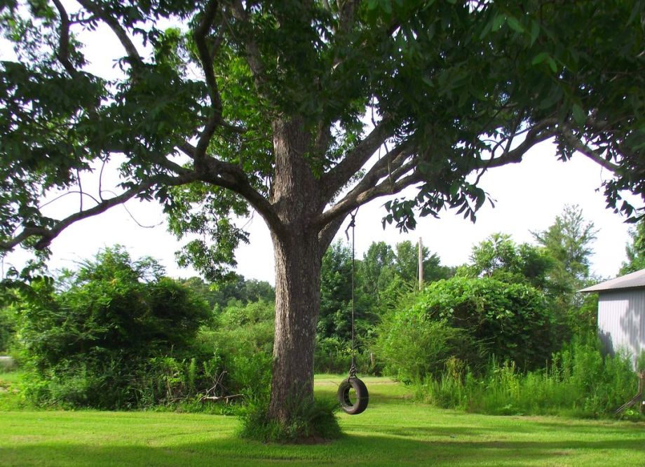 Tree Swing