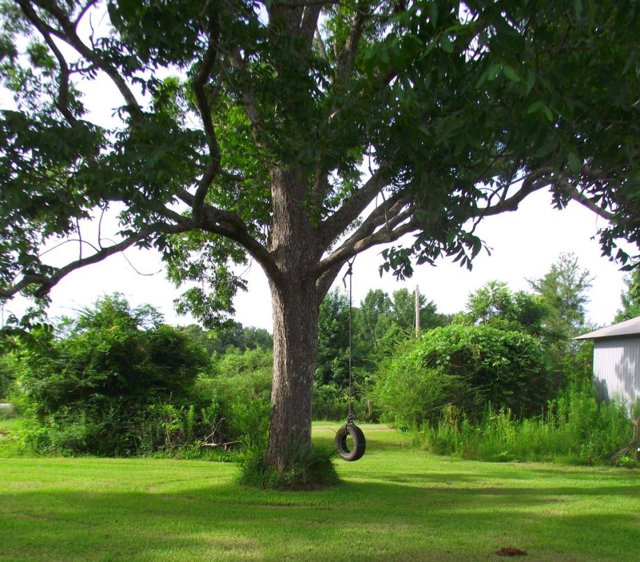 Tree Swing