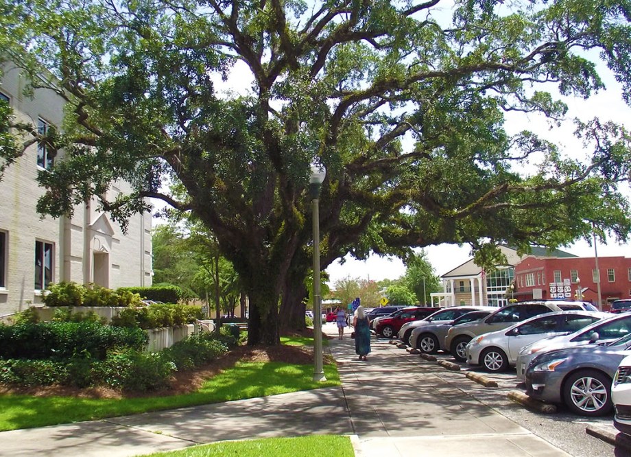 Beautiful Oak Tree Bay Minette AL