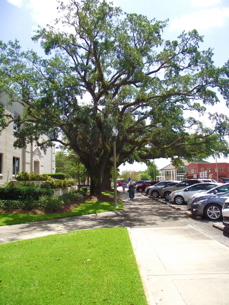 Beautiful Oak Tree Bay Minette AL