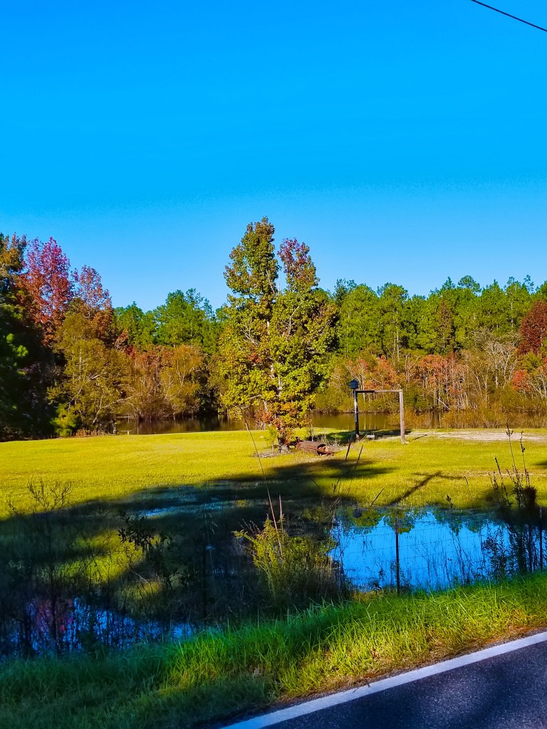The Pond by Lauren Lambert